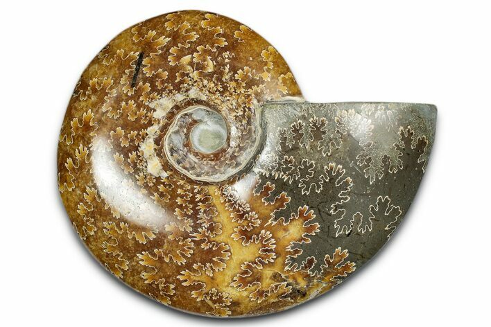 Polished Ammonite (Cleoniceras) Fossil - Madagascar #339253